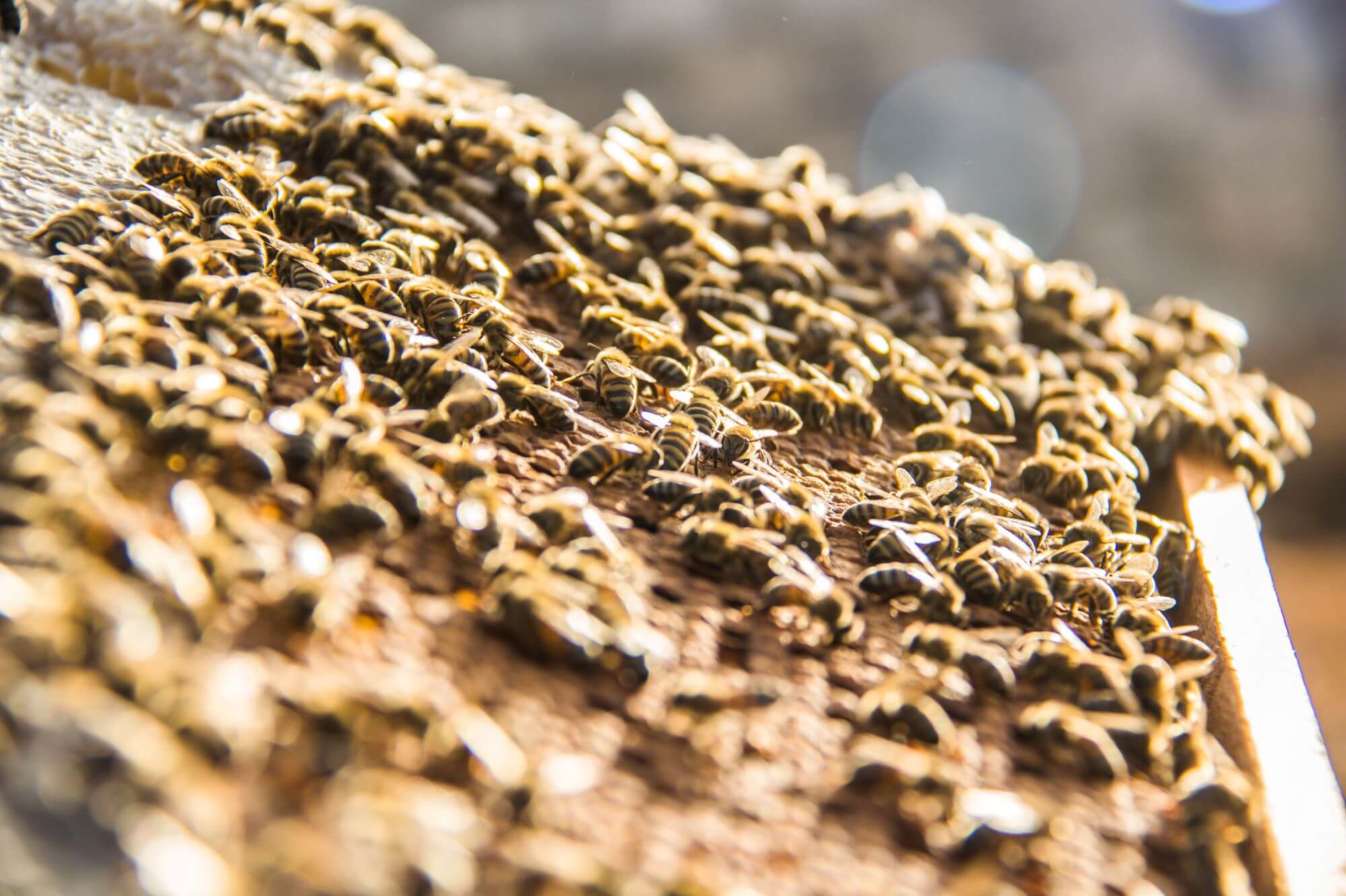 Propolis – Das natürliche Heilmittel aus dem Bienenstock